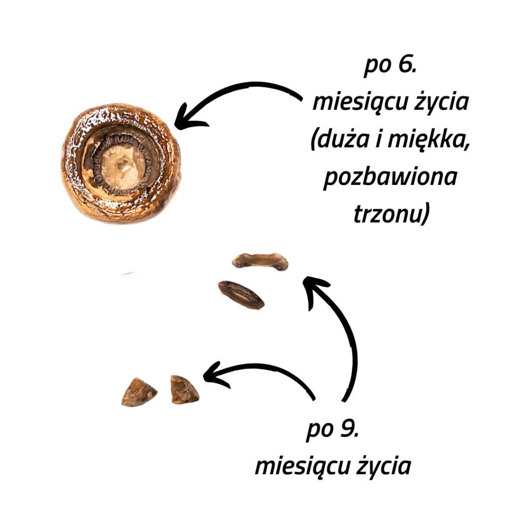 propozycje kawałków pieczarki odpowiednich dla dziecka w wieku 6 i 9 miesięcy